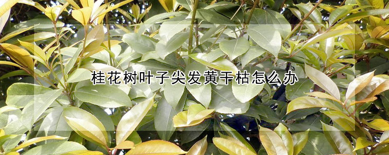 桂花樹(shù)葉子尖發(fā)黃干枯怎么辦