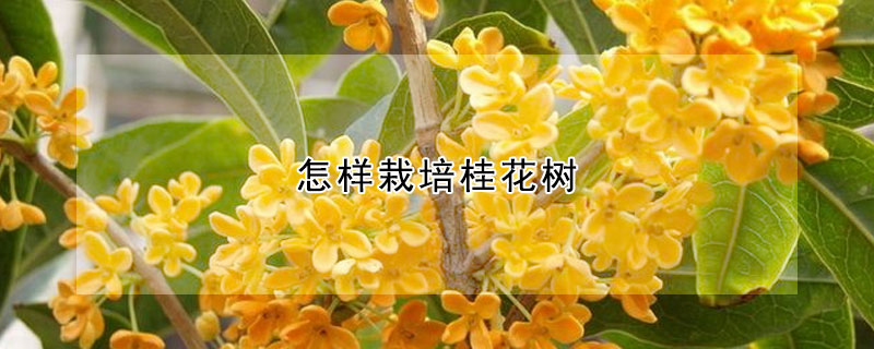 怎樣栽培桂花樹(shù)