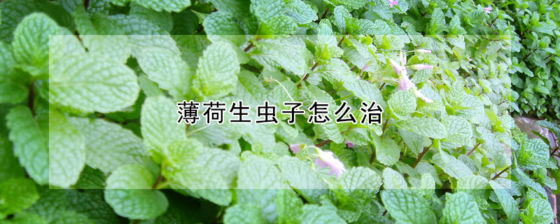 薄荷生蟲子怎么治