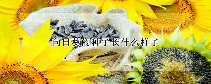 向日葵的種子長(zhǎng)什么樣子