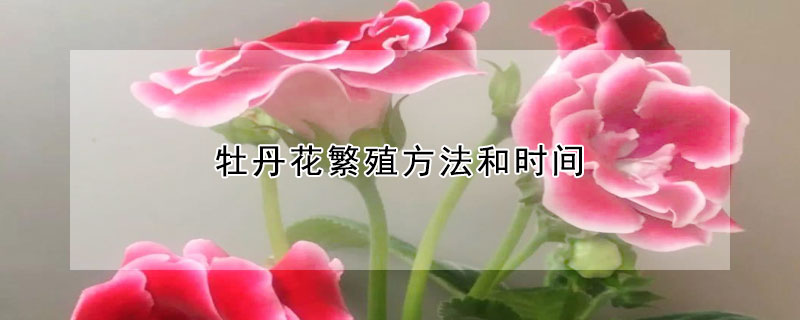 牡丹花繁殖方法和時間