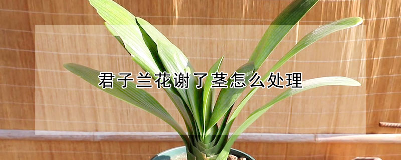 君子蘭花謝了莖怎么處理