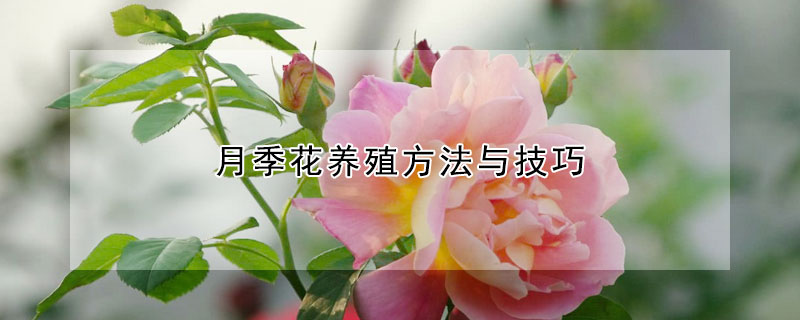 月季花養(yǎng)殖方法與技巧