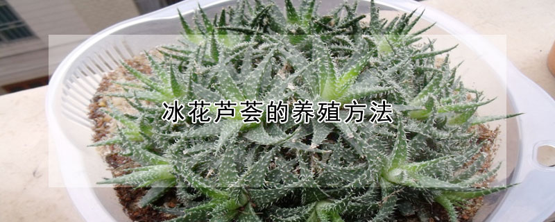 冰花蘆薈的養(yǎng)殖方法