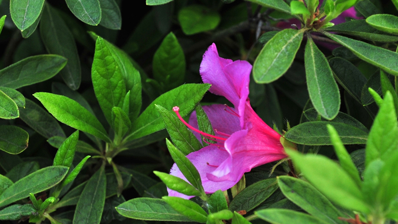 杜鵑花花期養護