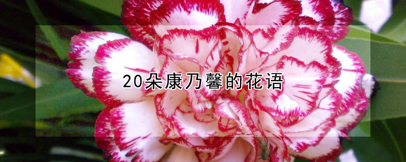 20朵康乃馨的花語(yǔ)