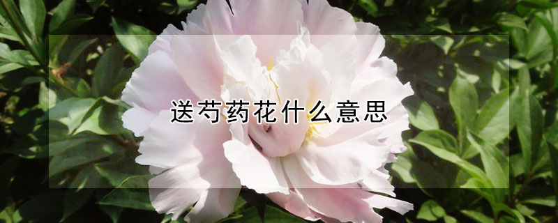 送芍藥花什么意思