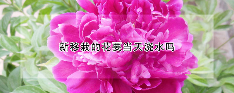 新移栽的花要當(dāng)天澆水嗎