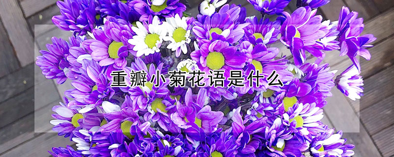 重瓣小菊花語(yǔ)是什么