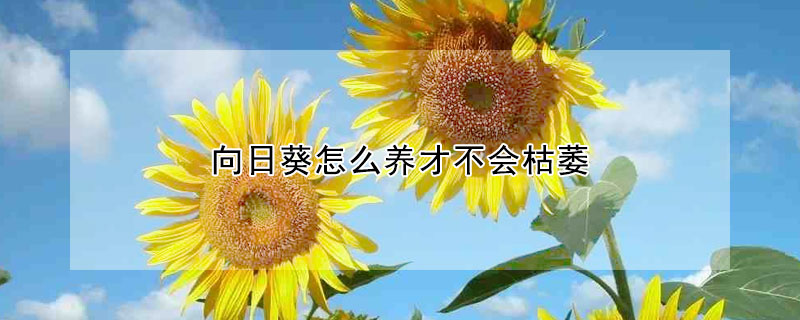 向日葵怎么養(yǎng)才不會(huì)枯萎