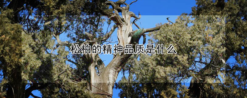 松柏的精神品質(zhì)是什么