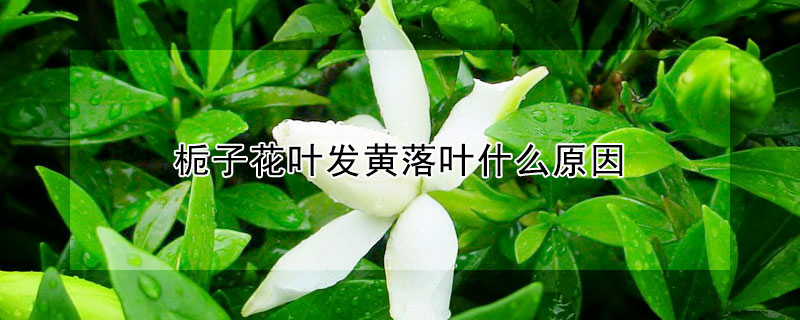 梔子花葉發(fā)黃落葉什么原因