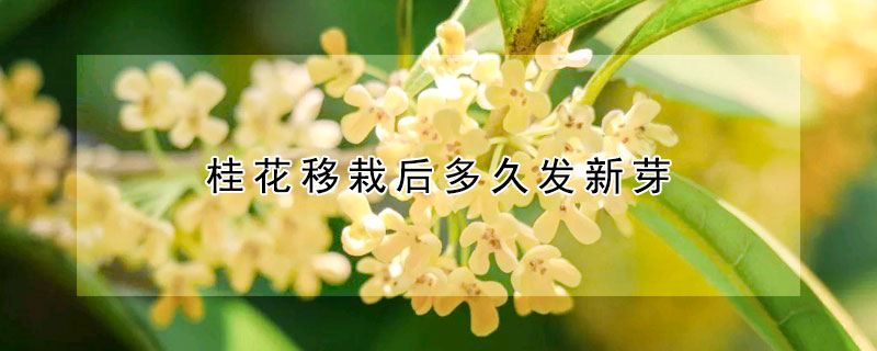 桂花移栽后多久發(fā)新芽