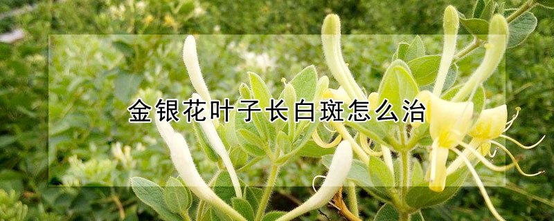 金銀花葉子長(zhǎng)白斑怎么治