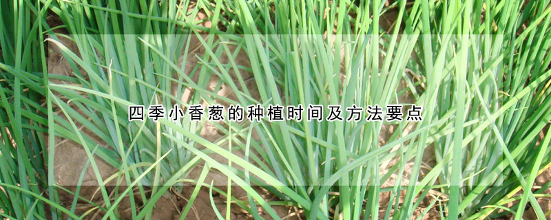 四季小香蔥的種植時間及方法要點