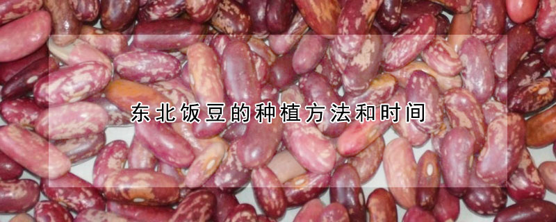 東北飯豆的種植方法和時間