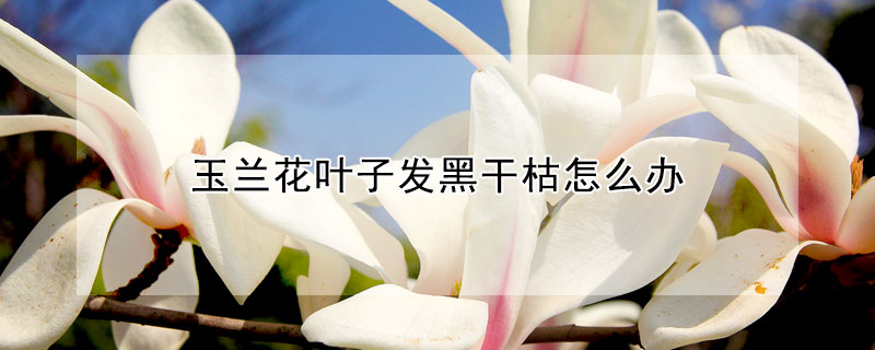 玉蘭花葉子發黑干枯怎么辦