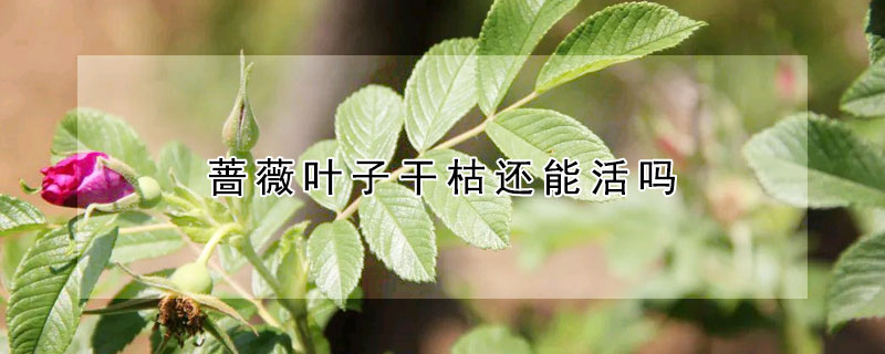 薔薇葉子干枯還能活嗎