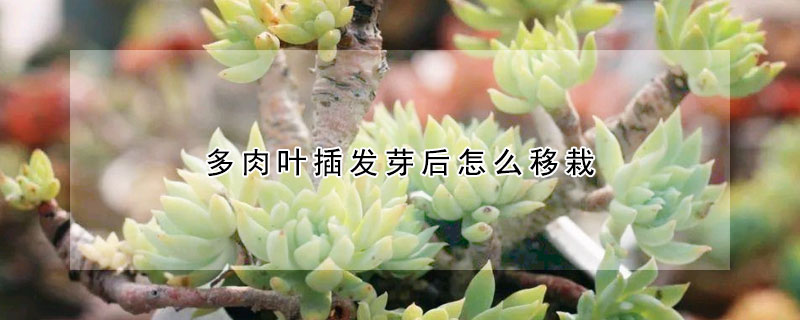 多肉葉插發(fā)芽后怎么移栽