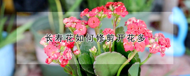 長(zhǎng)壽花如何修剪開(kāi)花多