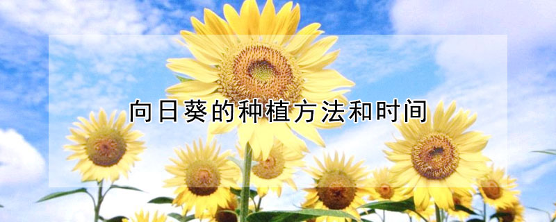 向日葵的種植方法和時(shí)間