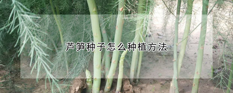 蘆筍種子怎么種植方法