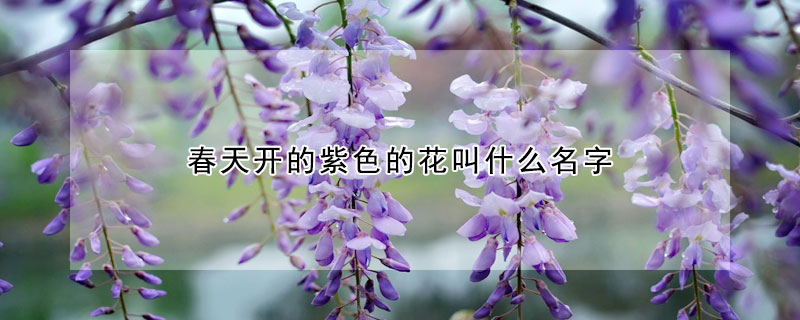 春天開的紫色的花叫什么名字