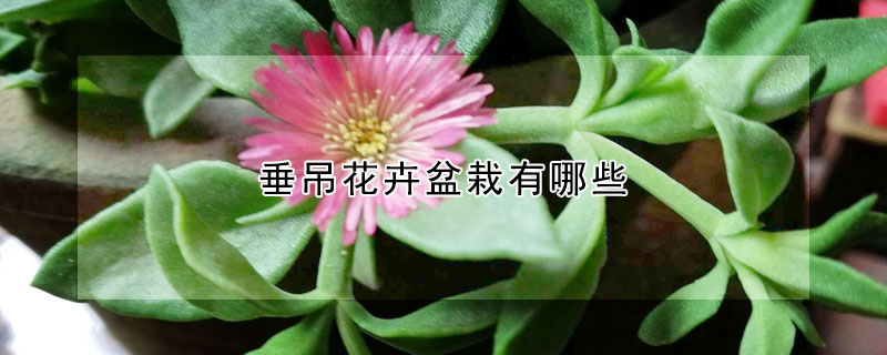 垂吊花卉盆栽有哪些