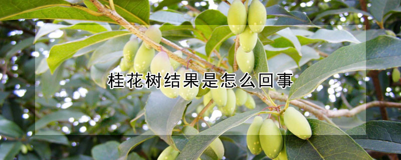 桂花樹結(jié)果是怎么回事