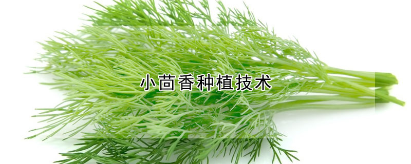 小茴香種植技術