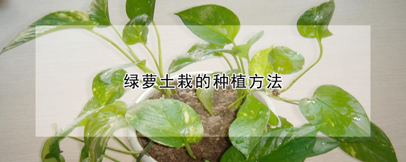 綠蘿土栽的種植方法