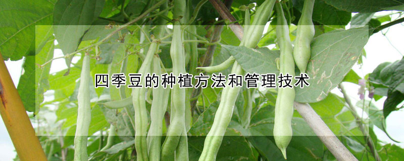 四季豆的種植方法和管理技術(shù)