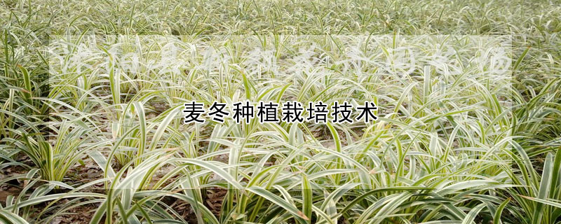 麥冬種植栽培技術