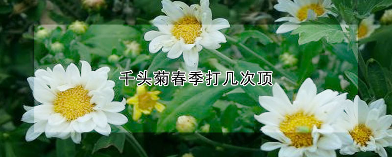 千頭菊春季打幾次頂