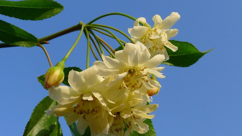 木香花為什么不能種