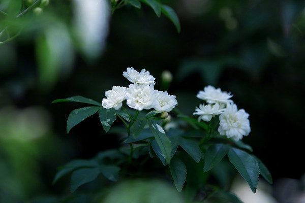 木香花為什么不能種