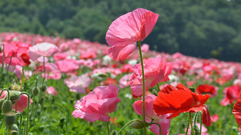 虞美人花的花語是什么