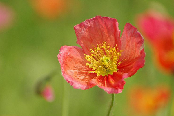 虞美人花的花語是什么