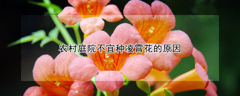 農村庭院不宜種凌霄花的原因