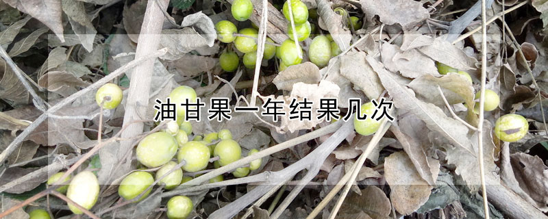 油甘果一年結(jié)果幾次