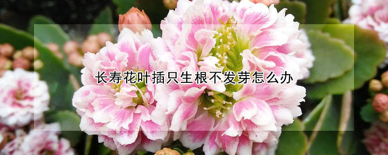 長壽花葉插只生根不發(fā)芽怎么辦