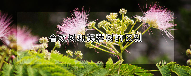 合歡樹和芙蓉樹的區別