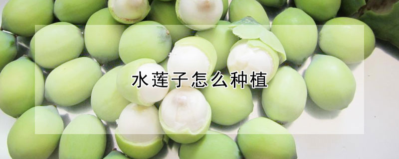 水蓮子怎么種植