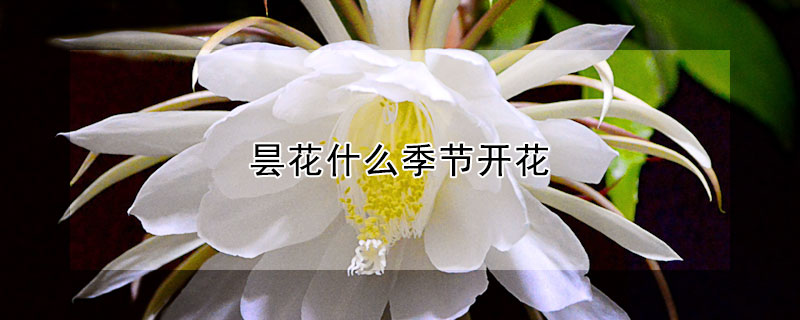 曇花什么季節(jié)開花