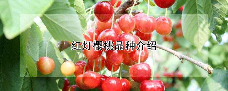 紅燈櫻桃品種介紹