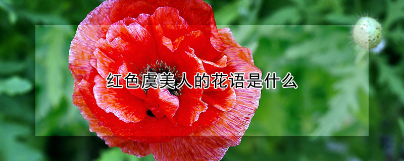 紅色虞美人的花語是什么