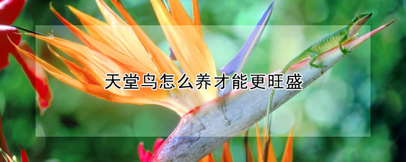 天堂鳥怎么養(yǎng)才能更旺盛