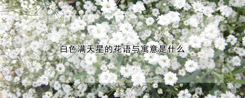 白色滿天星的花語與寓意是什么