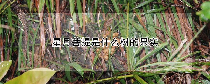 星月菩提是什么樹的果實