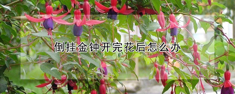 倒掛金鐘開完花后怎么辦